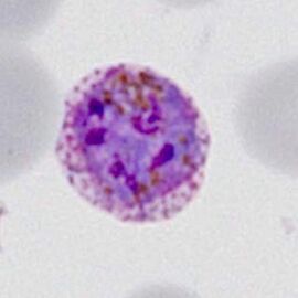 Biology of the schizont - MalariaETC