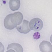 Elongated gametocyte longer form