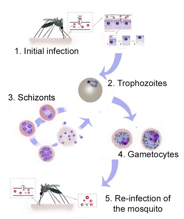 Malaria Biology - MalariaETC