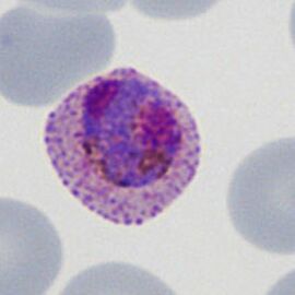 Biology of the schizont - MalariaETC
